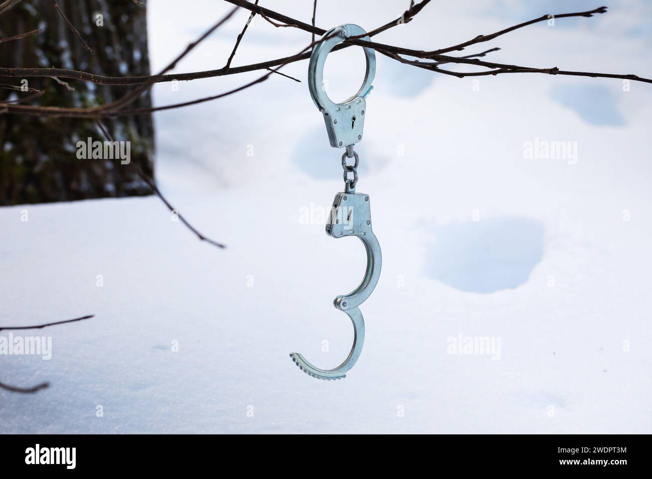 Handcuffs hanging on a branch against the background of footprints in the snow, the concept of freedom or prison escape Stock Photo