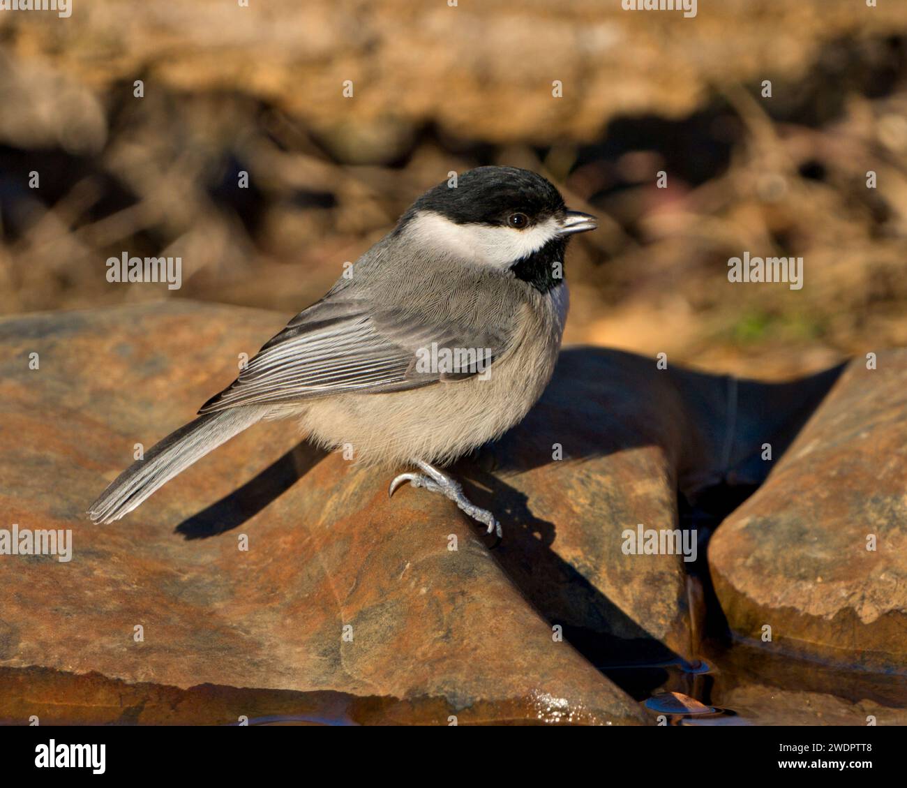 A Carolina Chickadee perched atop rocky terrain near the tranquil waters. Stock Photo