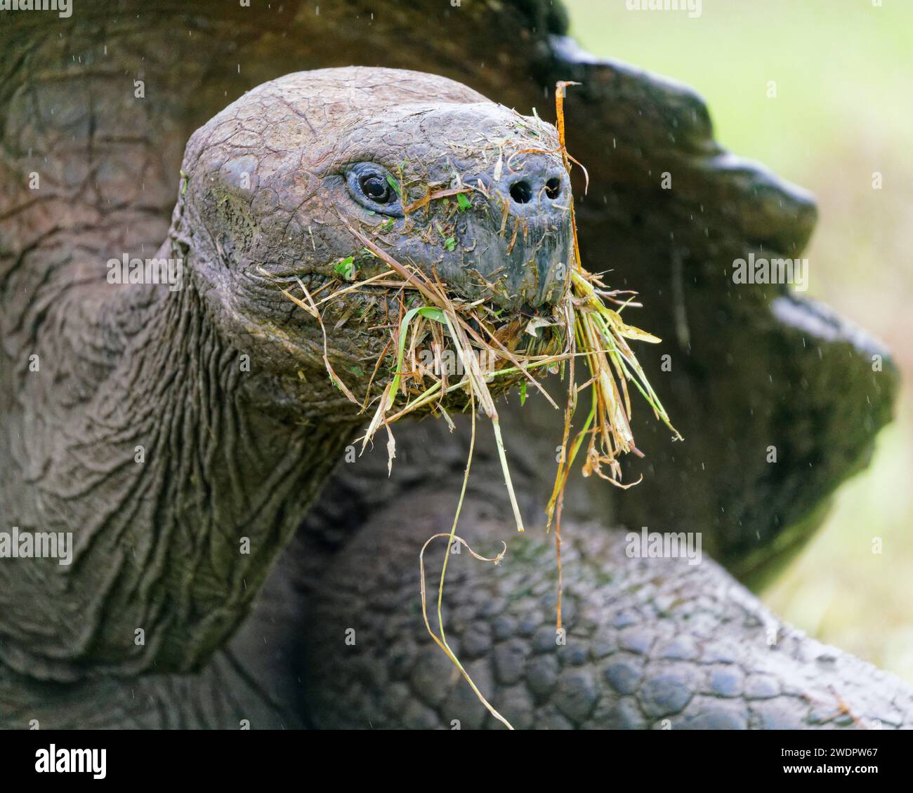 A Galapagos giant tortoise with domed shell eating grass. Santa Cruz island, one of the Galapagos Islands in Ecuador Stock Photo