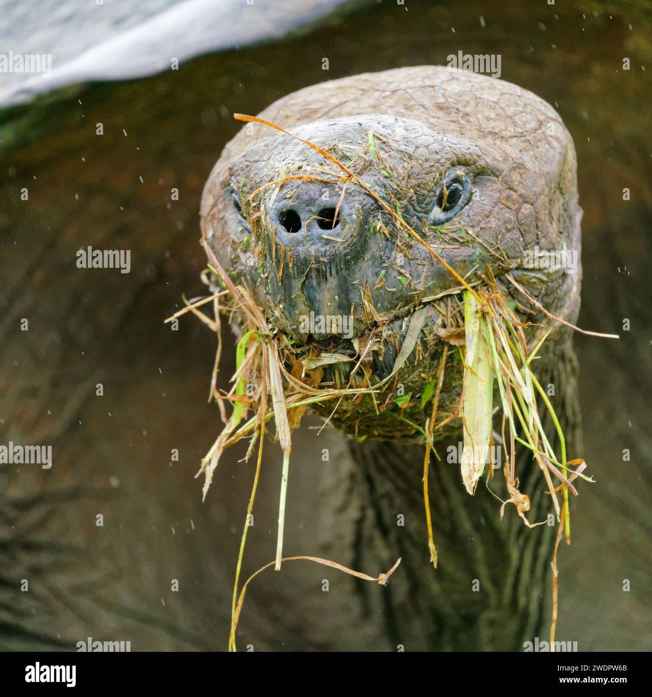 A Galapagos giant tortoise with domed shell eating grass. Santa Cruz