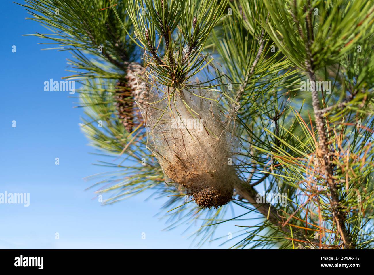 Processionary caterpillars nest hanging on the tree Stock Photo