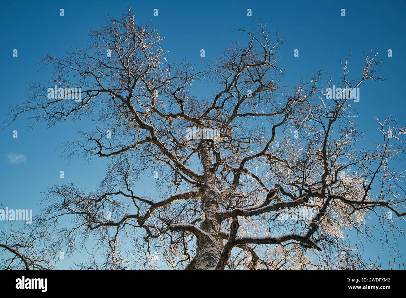 Leafless snowy birch tree against blue sky in winter Stock Photo - Alamy