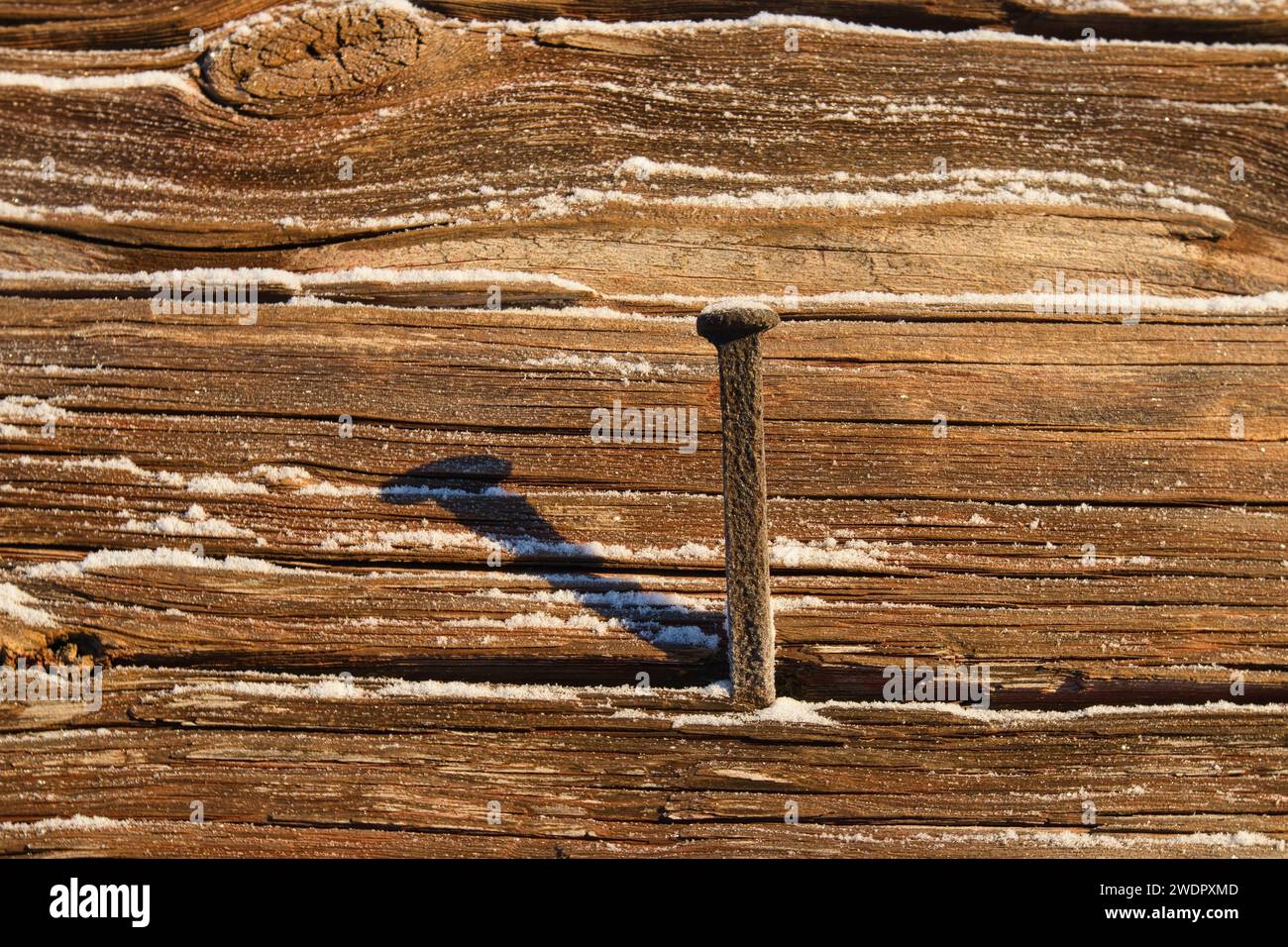 One single rusty nail stuck in an old wooden wall outdoors in winter