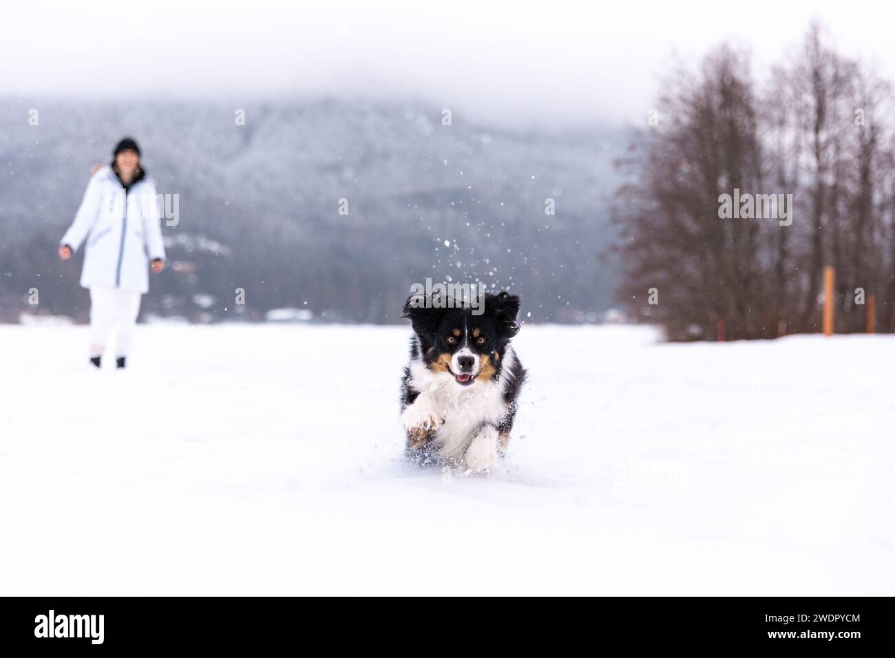 Young woman playing with dog in snow, playing fetch, winter wonderland ...