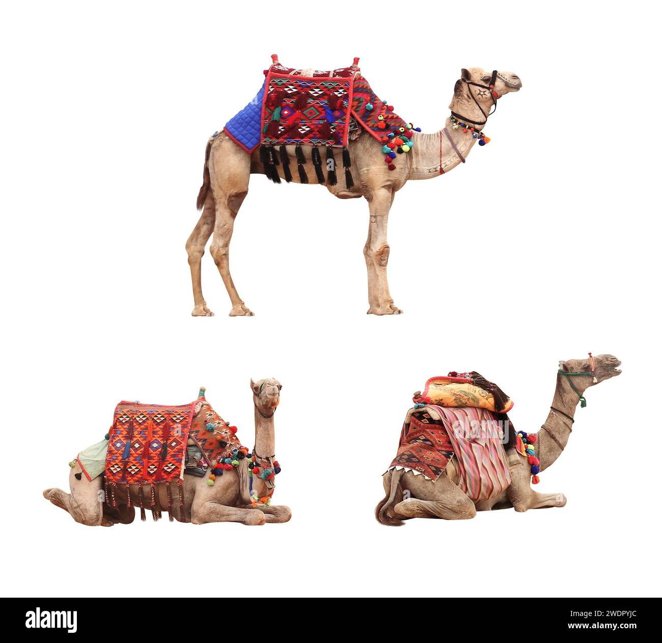 Set of camel in a colorful horse-cloth. Collection of standing and lying dromedary camels. Isolated on white background Stock Photo