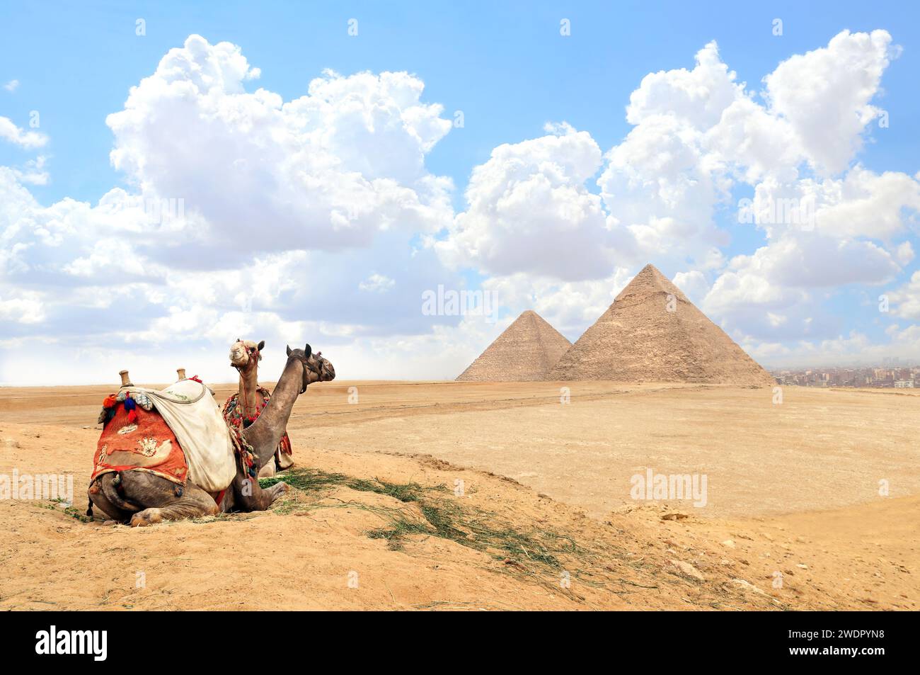 Camels in a colorful horse-clothes resting on the sand near to pyramids, Giza, Cairo, Egypt. Famous Great Pyramids of Chephren and Cheops, Giza pyrami Stock Photo