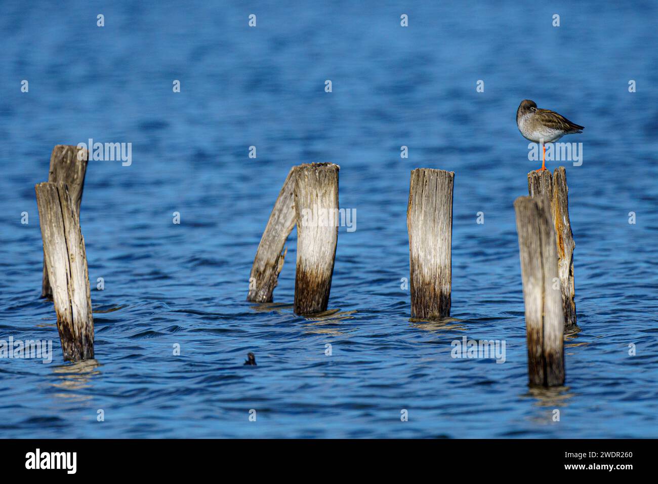 A Dunlin bird (Calidris alpina) perched on the logs amidst calm waters Stock Photo