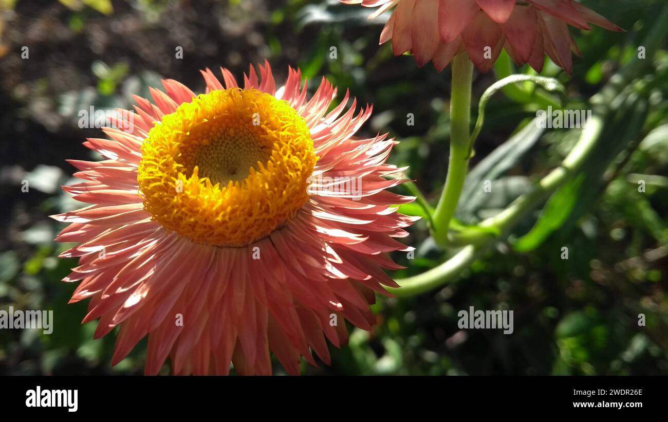 Vibrant green shrub close hi-res stock photography and images - Alamy