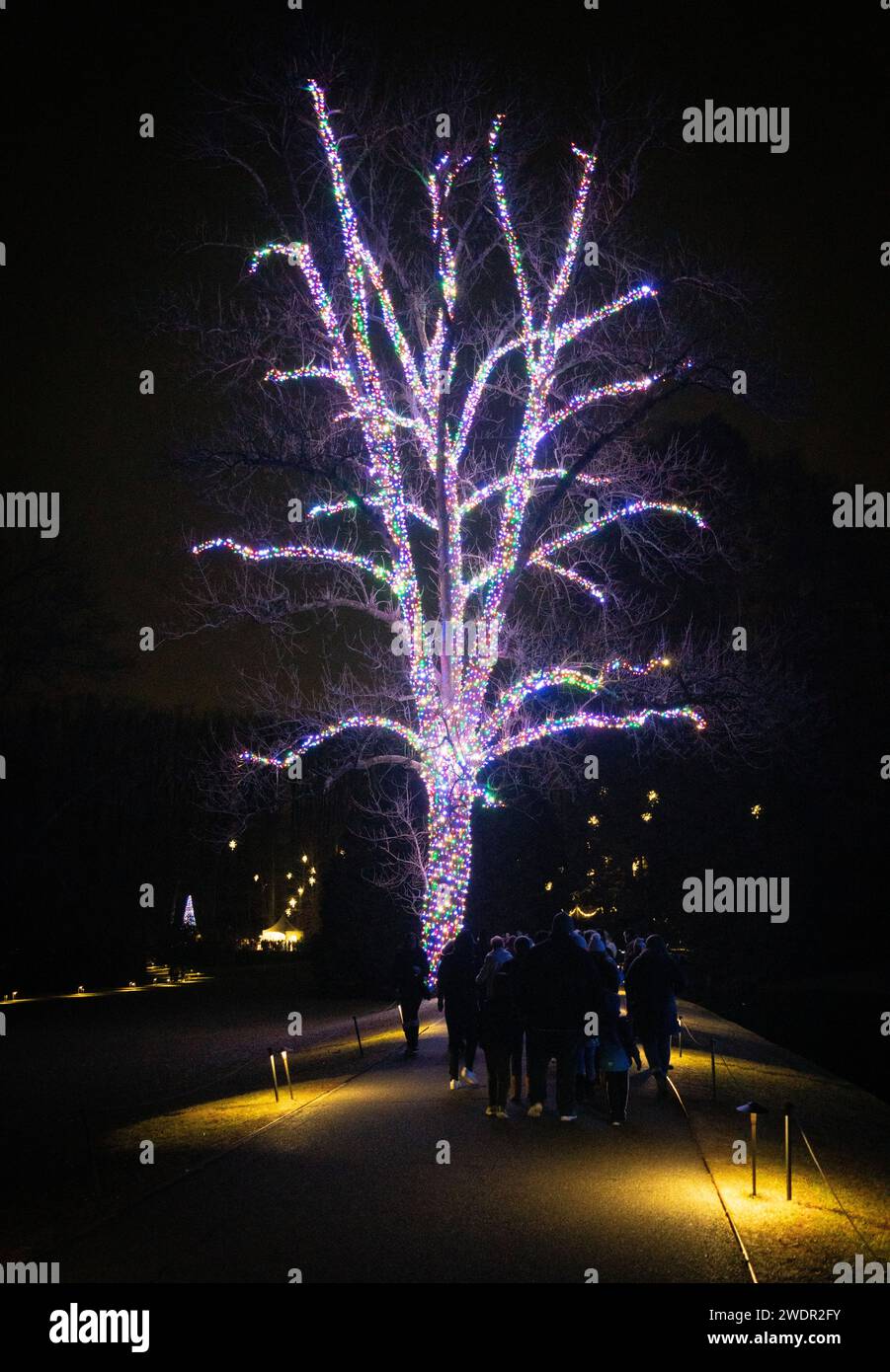 Christmas Lights and Festive Displays at Longwood Gardens, Botanical