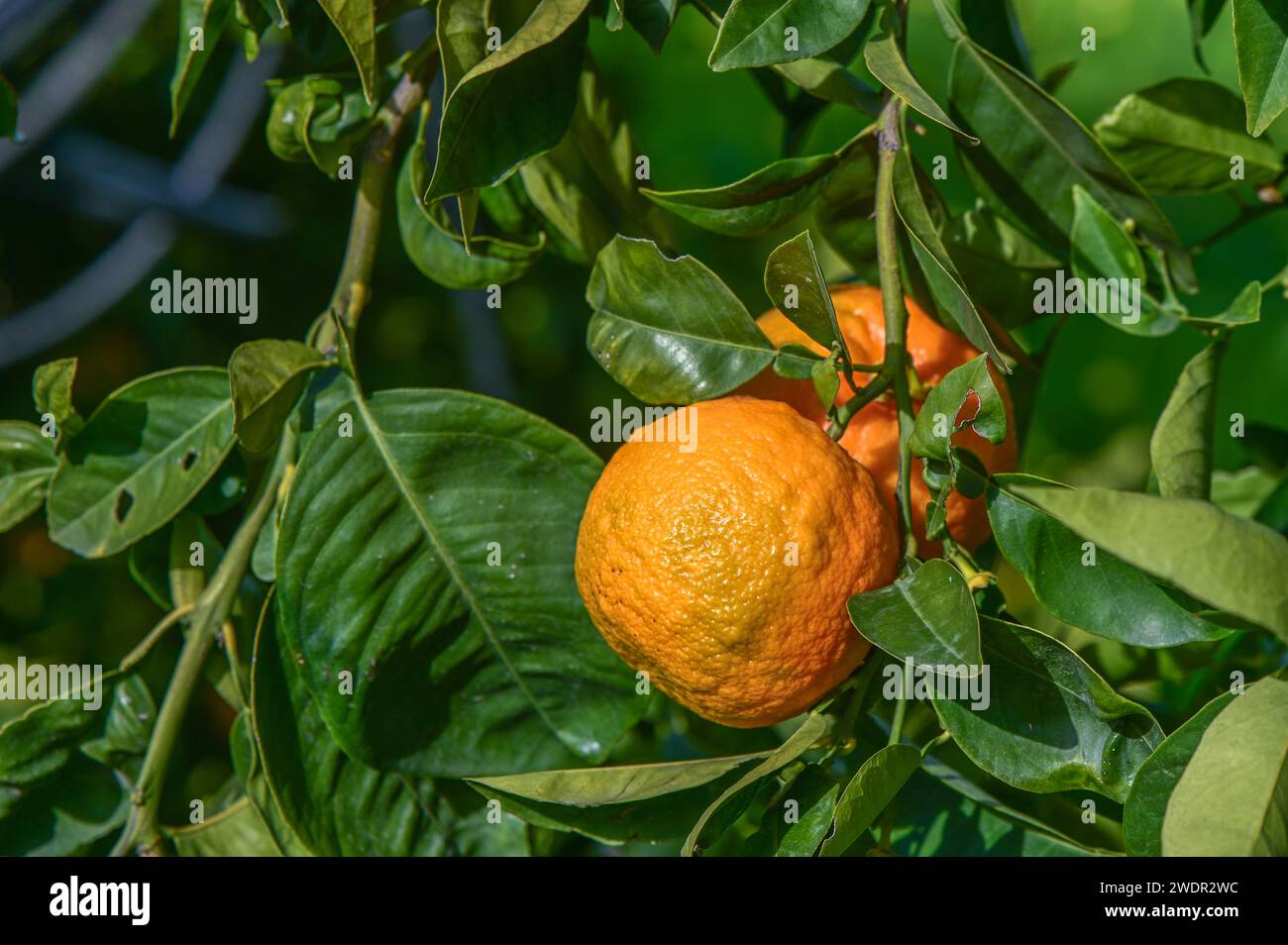 Under Ripe Orange oranges ripen in an orange garden in the Mediterranean 19 Stock Photo ...