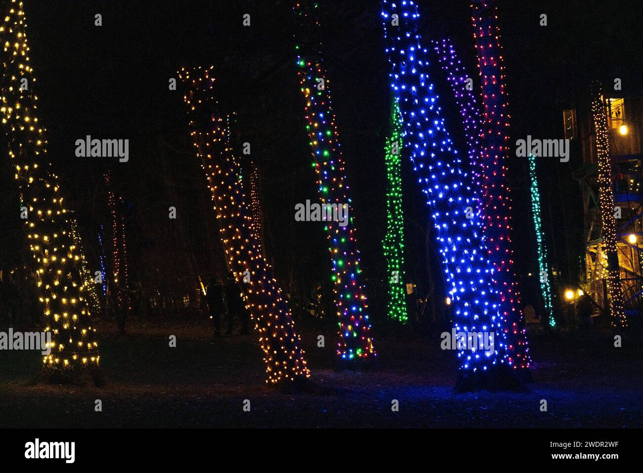 Christmas Lights and Festive Displays at Longwood Gardens, Botanical