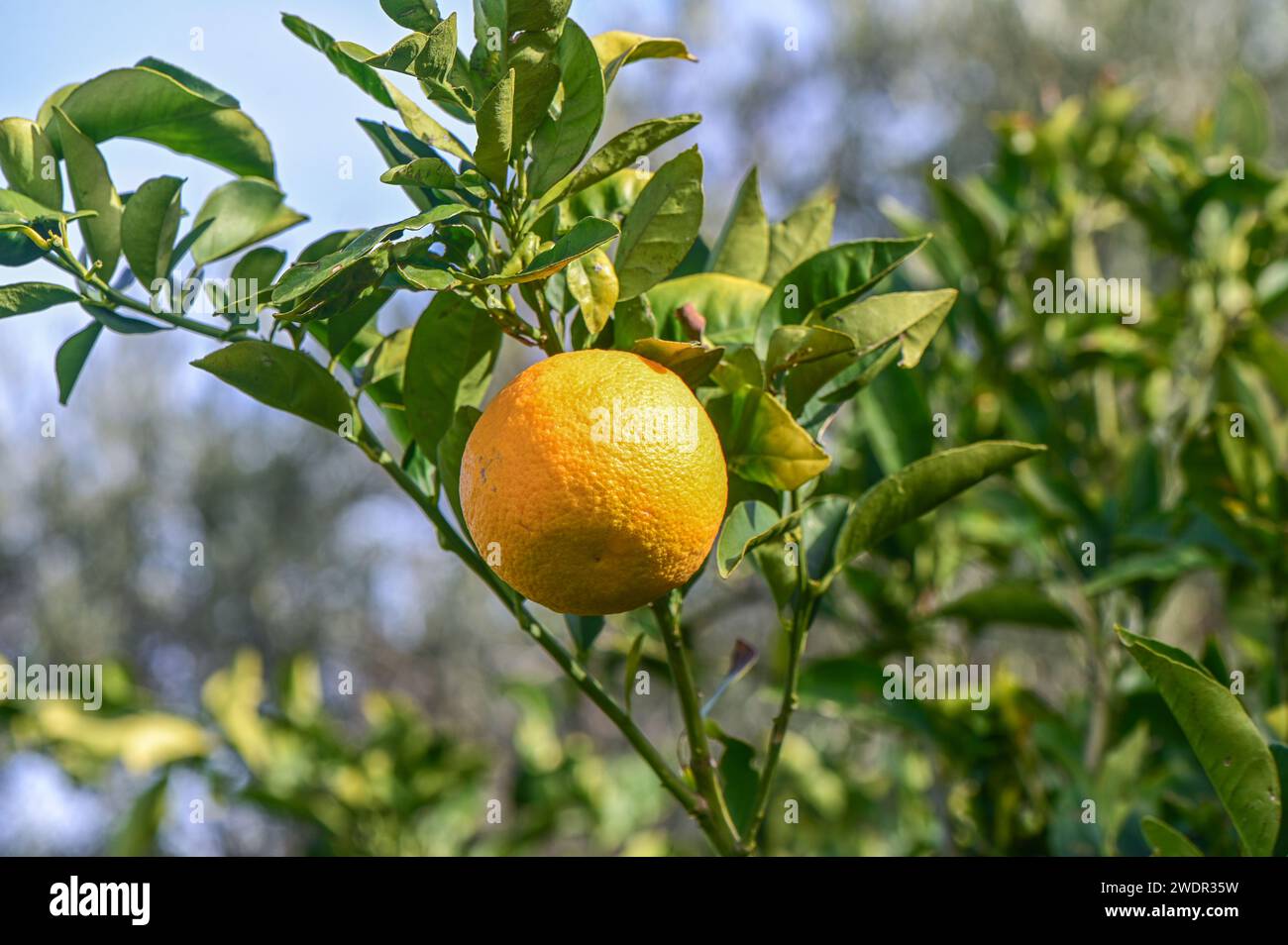 Under Ripe Orange oranges ripen in an orange garden in the Mediterranean 16 Stock Photo ...