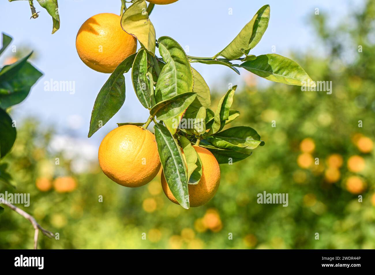 oranges ripen in an orange garden in the Mediterranean 3 Stock Photo ...