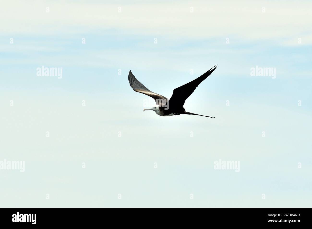 Magnificient Frigatebird, Fregata magnificens, Fregatidae, juvenile, in ...