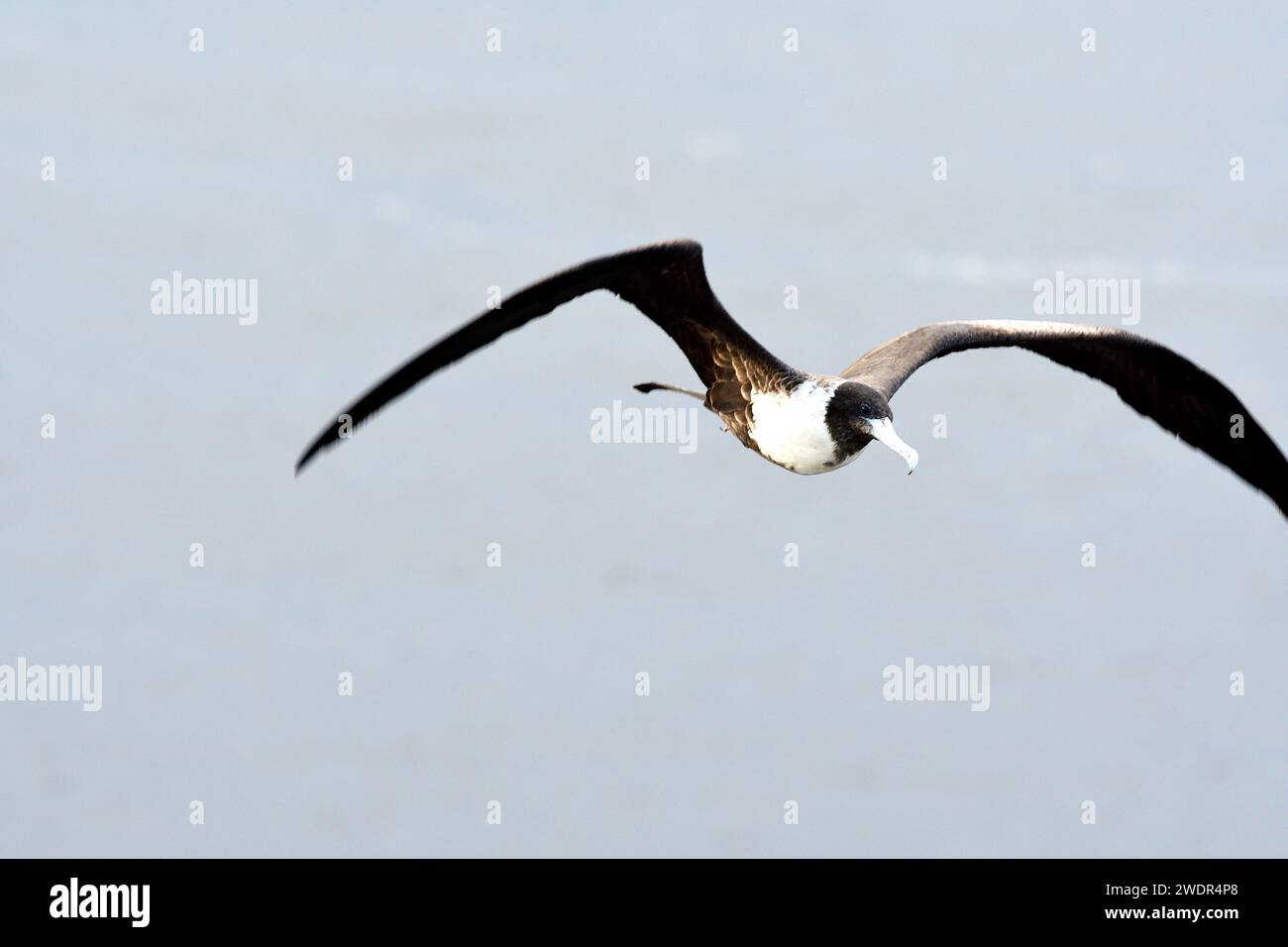 Magnificient Frigatebird, Fregata magnificens, Fregatidae, female ...