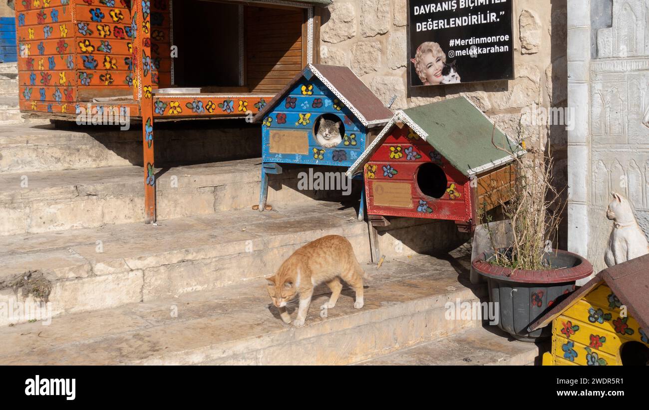 a cat shelter for stray cats in Mardin kept by Melek Karahan a local feral animals enthusiast. Cat houses in Mardin Turkey Stock Photo