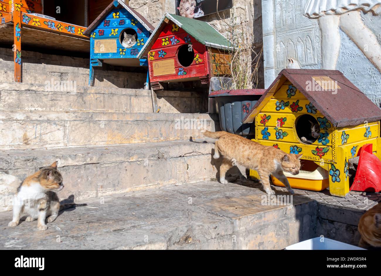 Stray cat shelters store near me