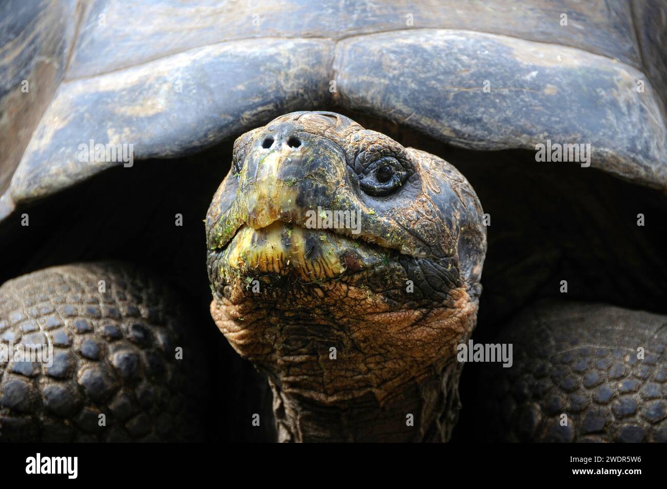 Giant Tortoise (Geochelone elephantopus) Charles Darwin Research Station, Santa Cruz, Galapagos Islands, Ecuador Stock Photo
