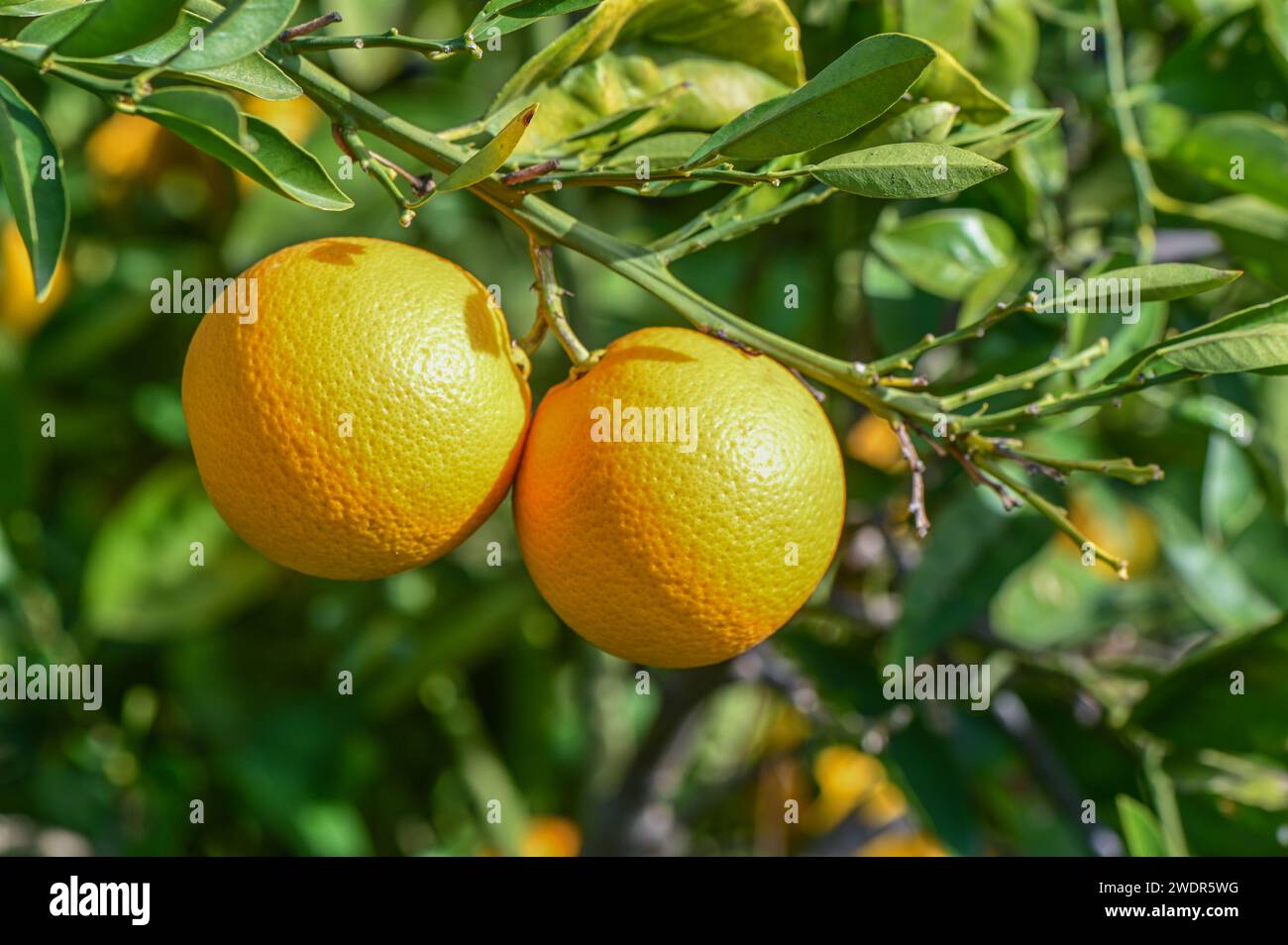 oranges ripen in an orange garden in the Mediterranean 12 Stock Photo ...