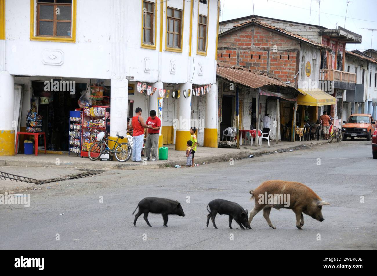 Ecuador, Progreso, pigs crossing the road Stock Photo