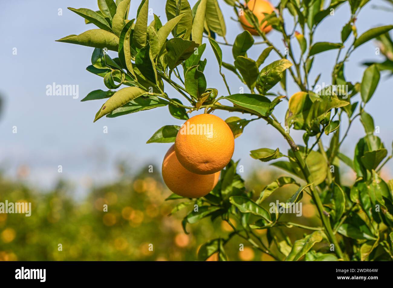 oranges ripen in an orange garden in the Mediterranean 11 Stock Photo ...