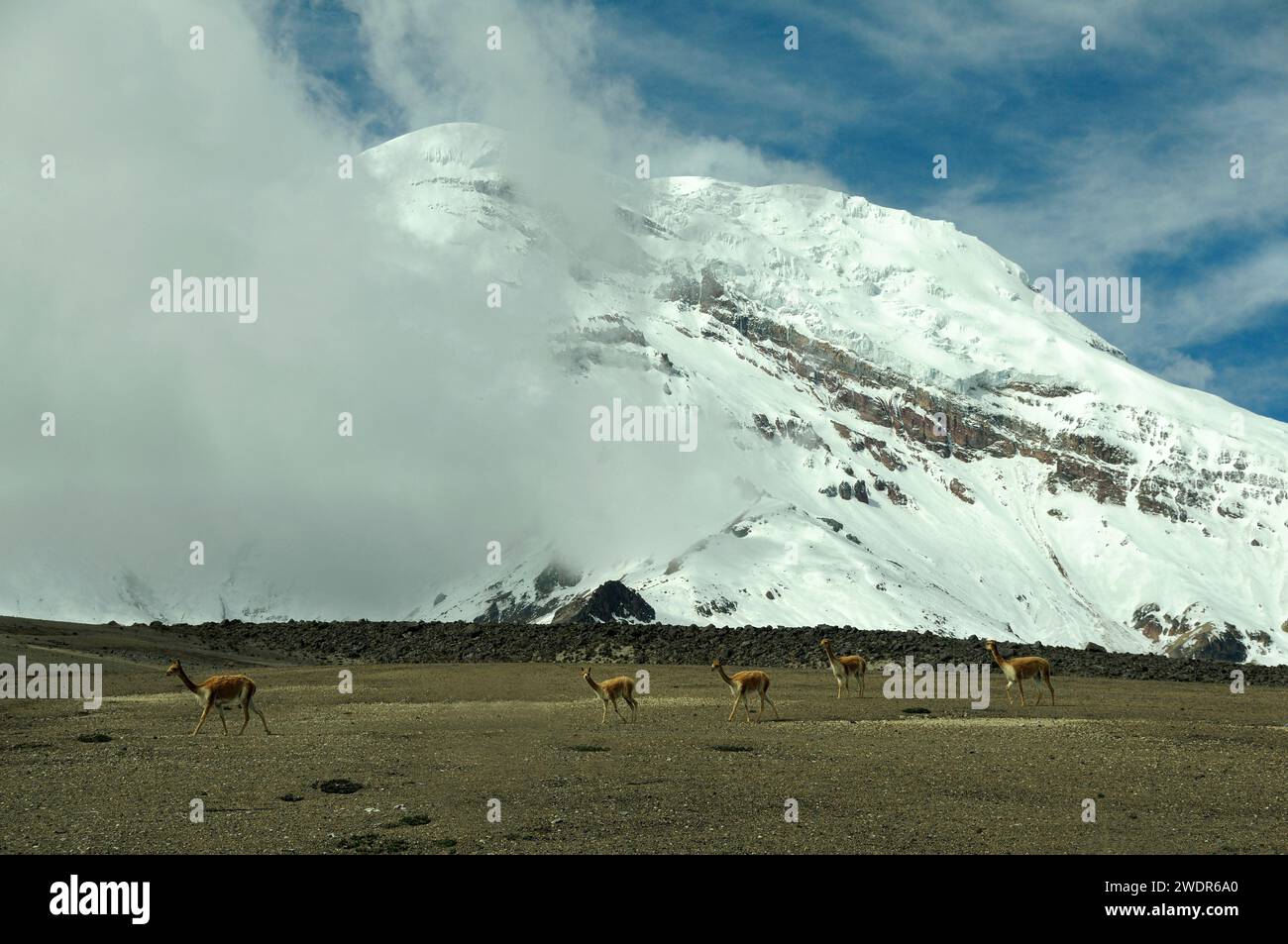 South America, Ecuador, Andes, Highland, Chimborazo Volcano, Vicuna ...