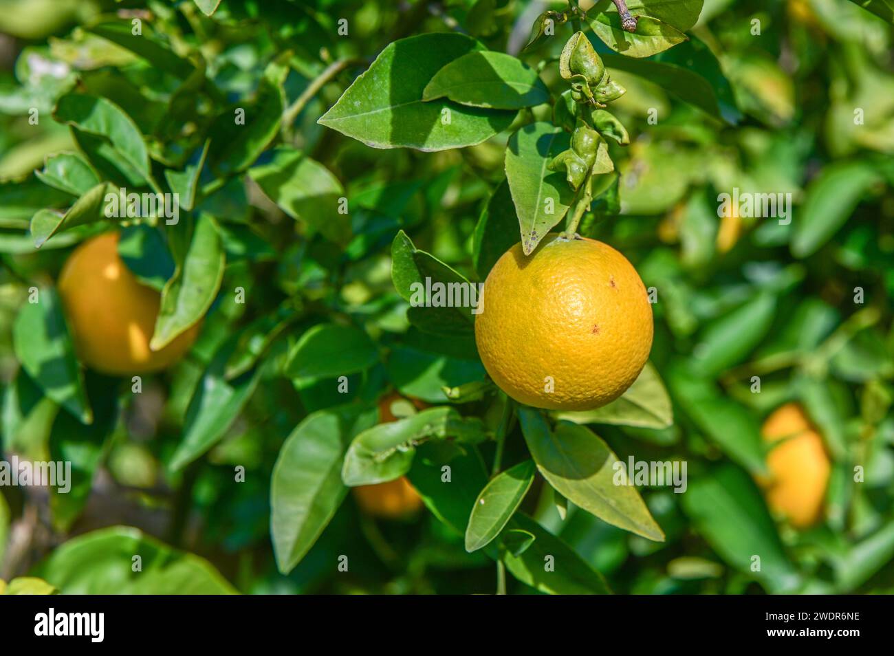 Under Ripe Orange oranges ripen in an orange garden in the Mediterranean 9 Stock Photo ...