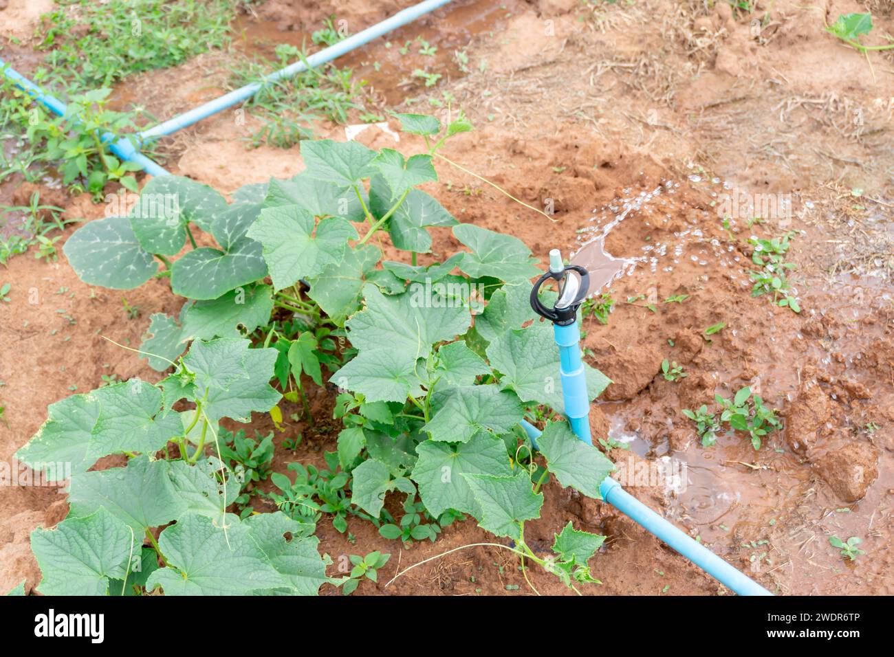 Sprinkler set is installed in plantation to provide water to young green plant of pumpkin in upcountry, Concept of agricultural water system technology Stock Photo
