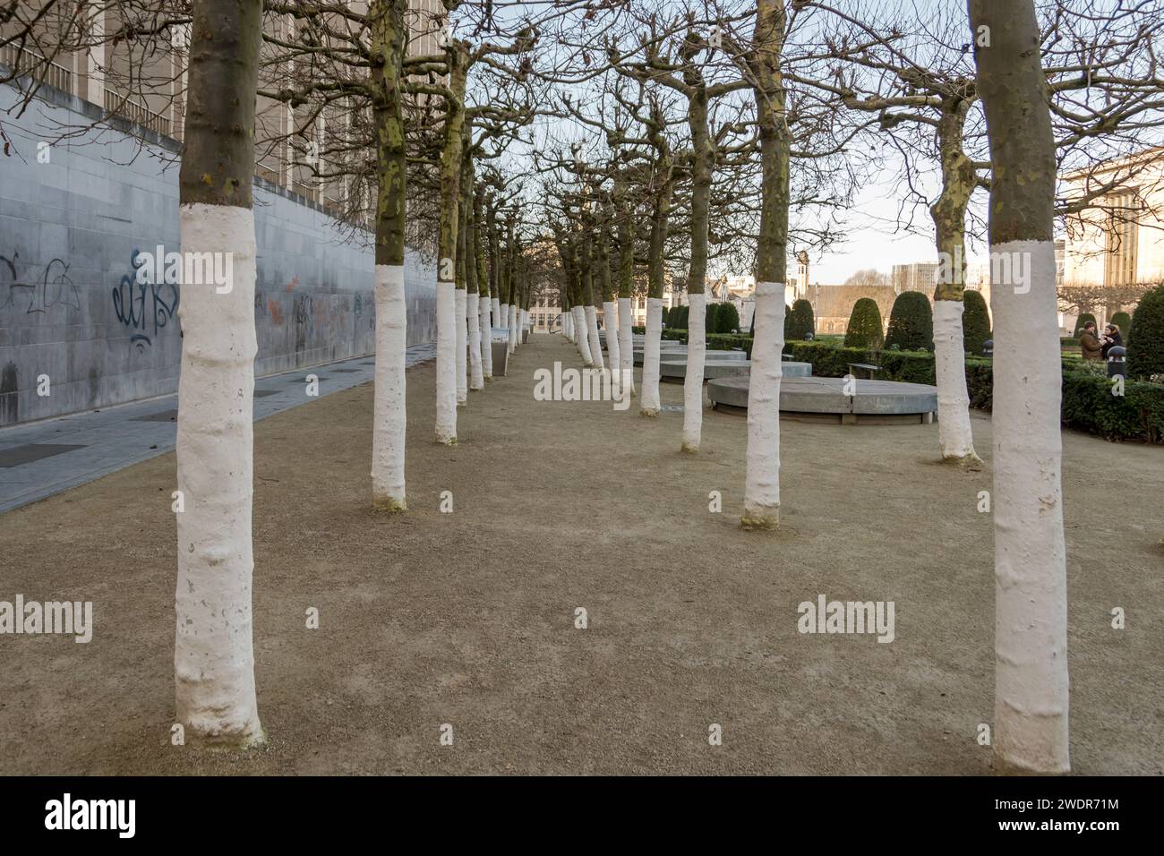 regimented trees, lining the pavement in Brussels, Belgium Stock Photo