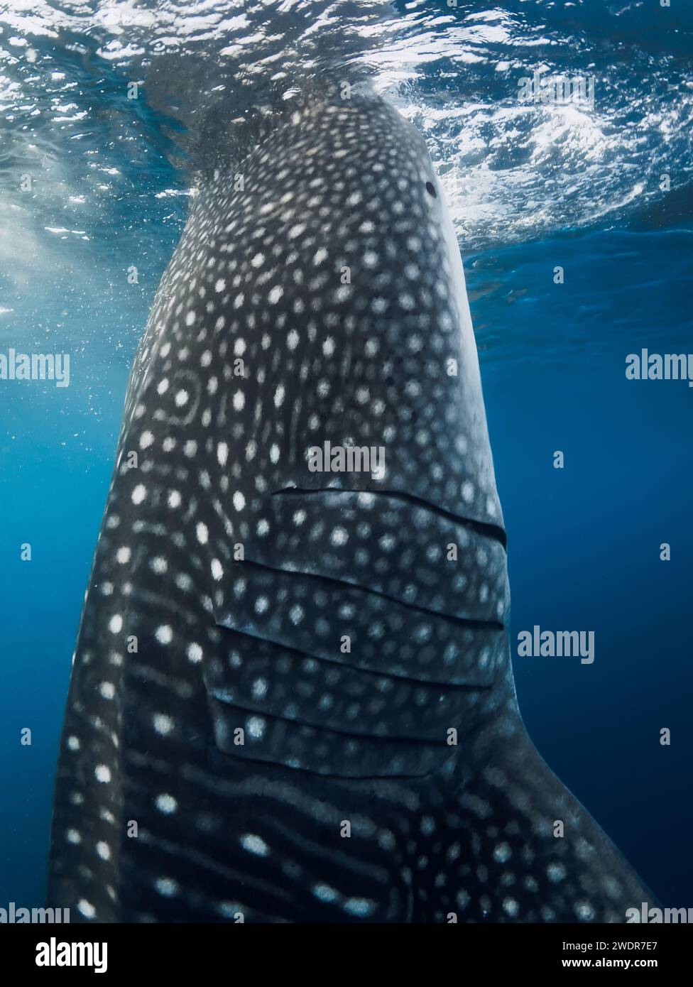 Whale shark in blue ocean eating plankton. Close up view of Giant Whale