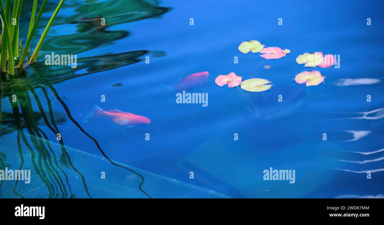 Pond goldfish swim hi-res stock photography and images - Alamy