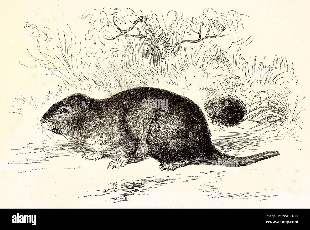 Old engraved illustration of Magellanic Tuco-tuco. Created by Kretschmer and Schmid, published on Brehm, Les Mammifers, Baillière et fils, Paris, 1878 Stock Photo