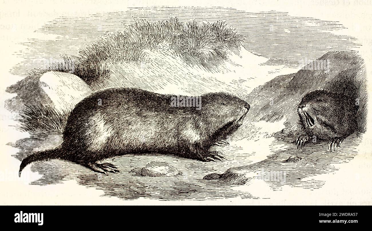 Engraved illustration of two Plains Pocket Gophers, one emerging from ...