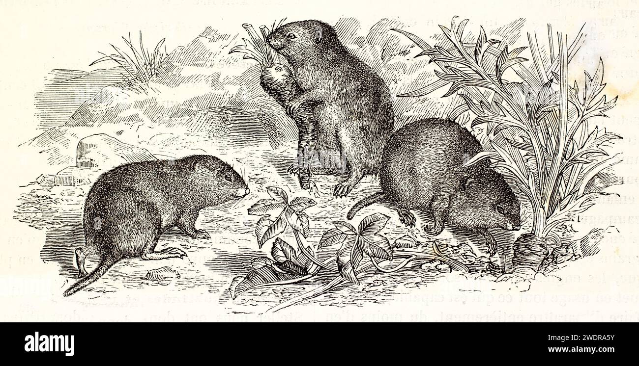 Old engraved illustration of Tundra Vole and European Pine Vole. Created by Zimmermann and Illner, published on Brehm, Les Mammifers, Baillière et fil Stock Photo