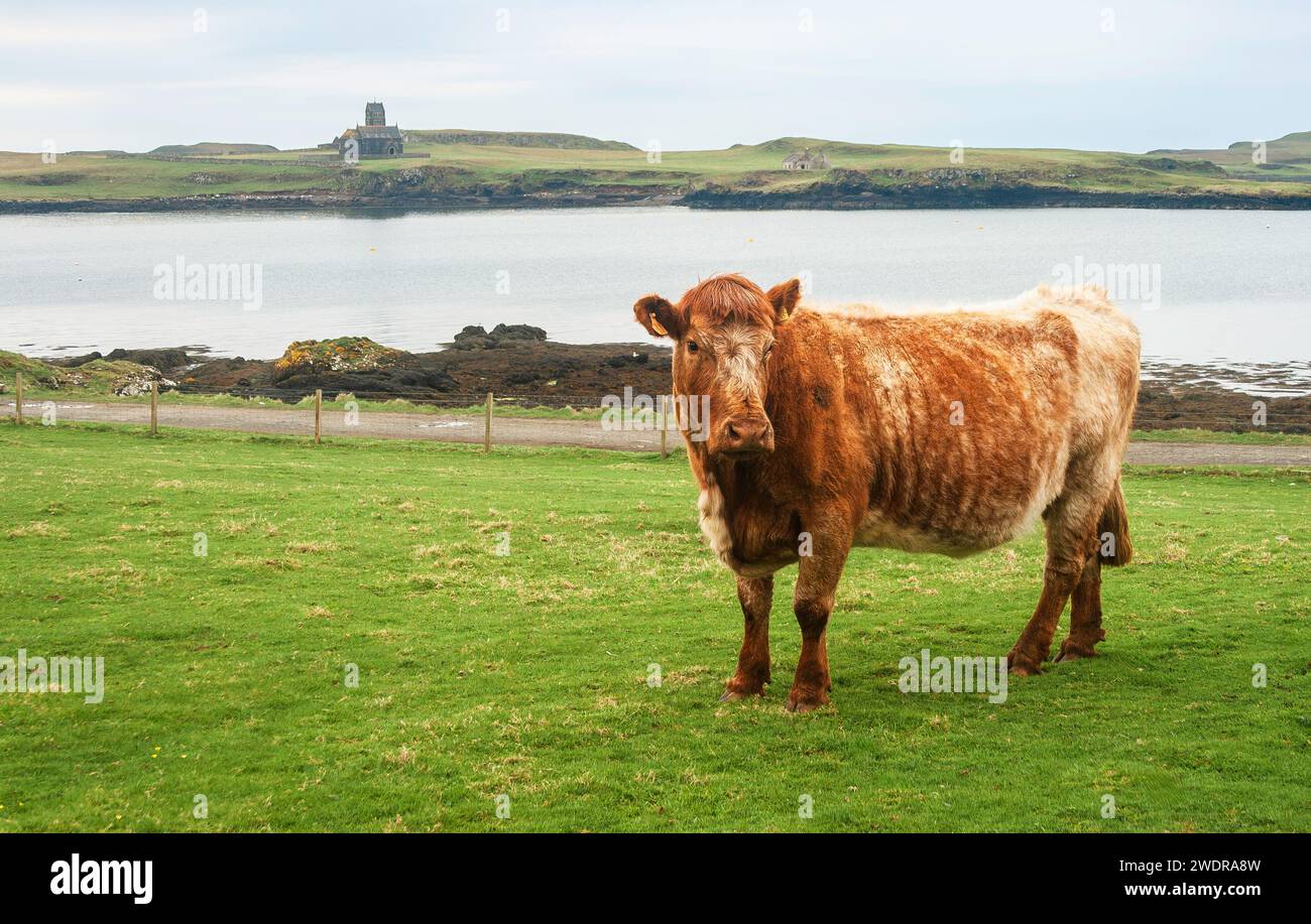 SCOZZESE OCA PRATICA Cornamusa Nuovo Nero Argento - Foto 9