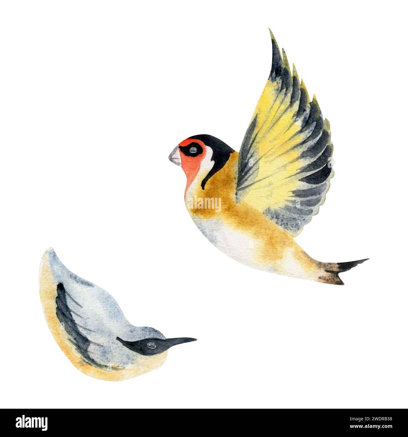 Hand drawn watercolor illustration nature animal small birds, flying