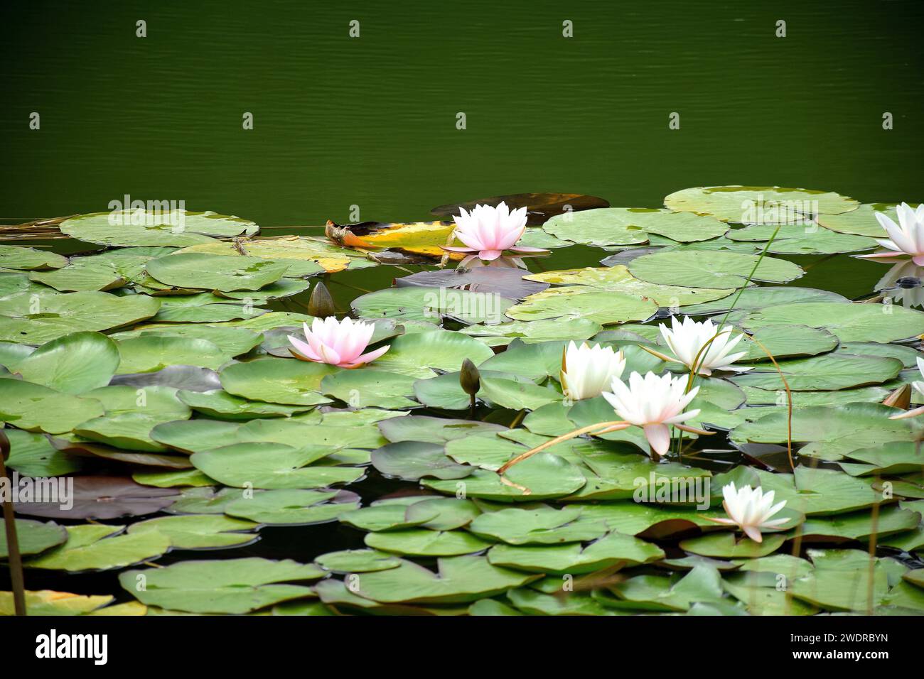 Water lillies in a pond Stock Photo