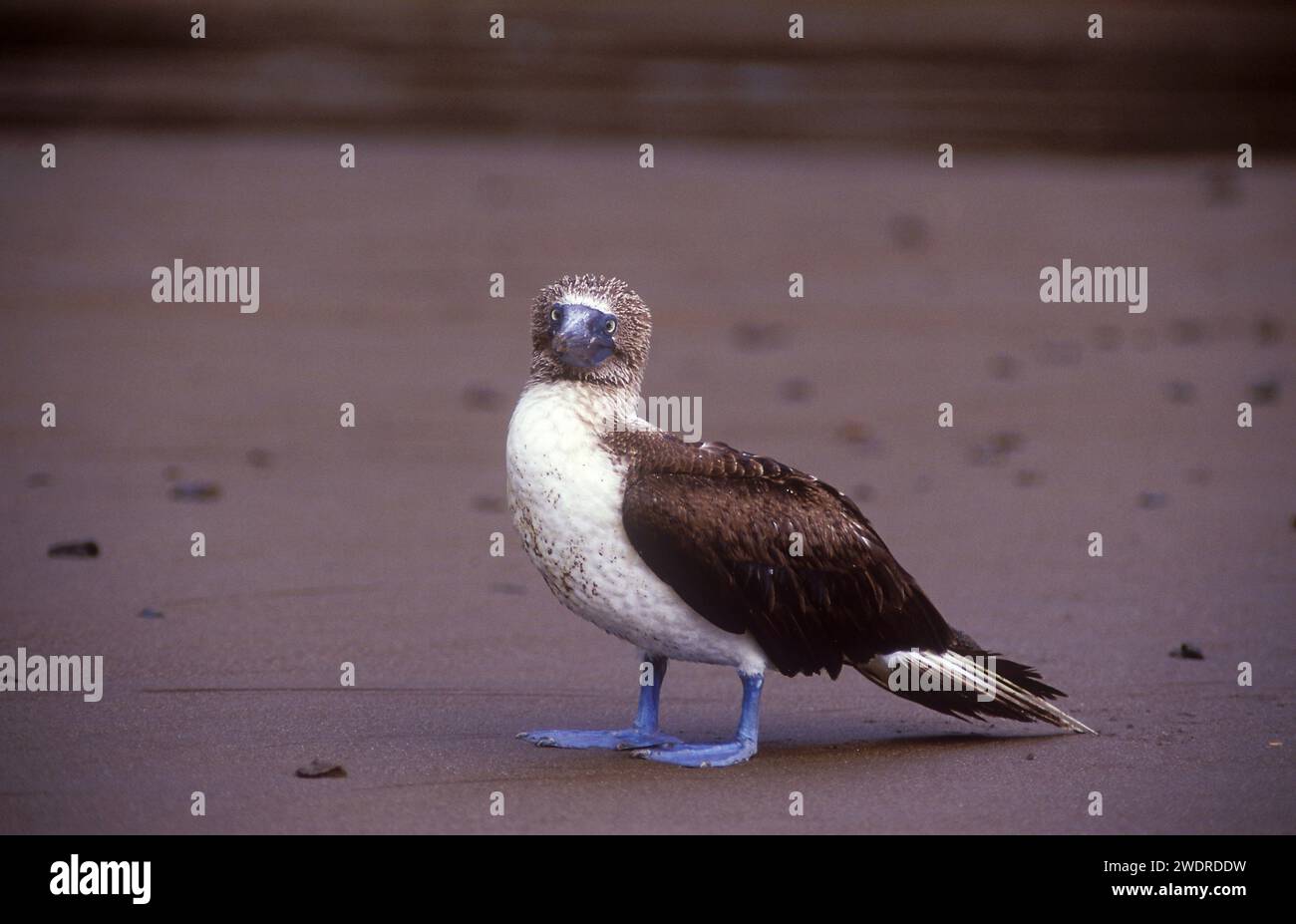 Blue-footed booby, Sula nebouxii Stock Photo - Alamy