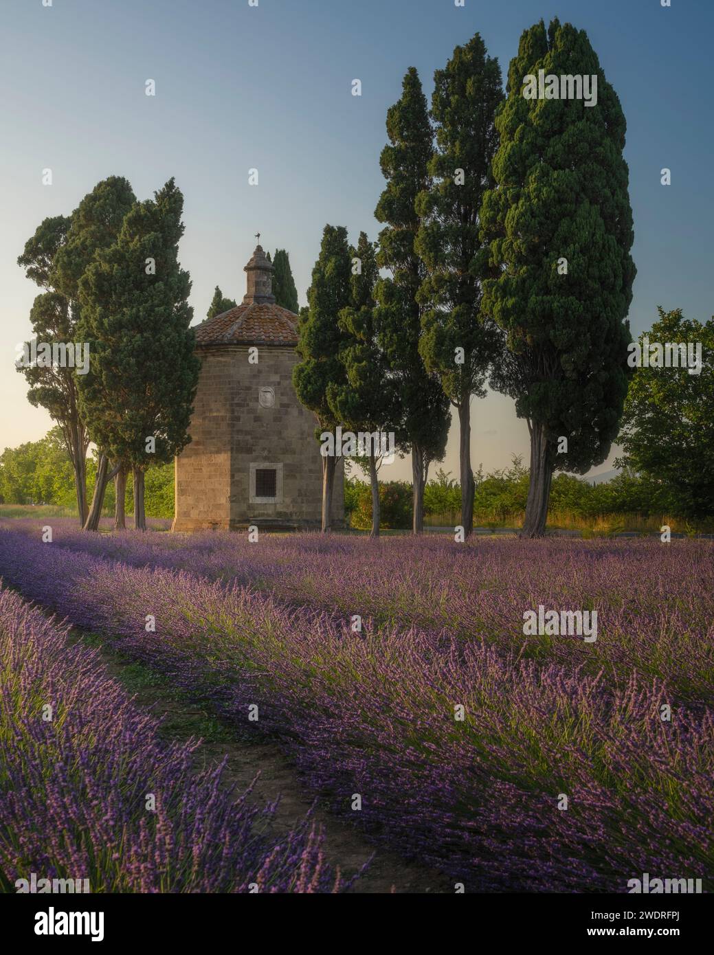 Blooming lavender field, cypress trees and Oratorio di San Guido church. Bolgheri, province of Livorno, Tuscany region, Italy Stock Photo