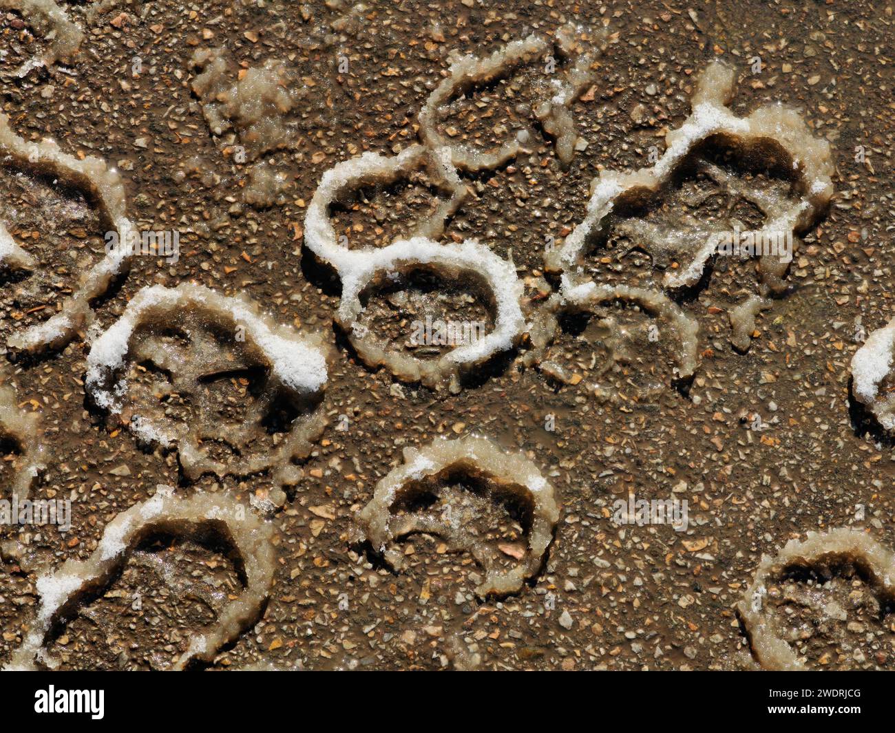 Abstract onion rings, on the ground. Melting snow. Surface. Low. Contrast. Stock Photo