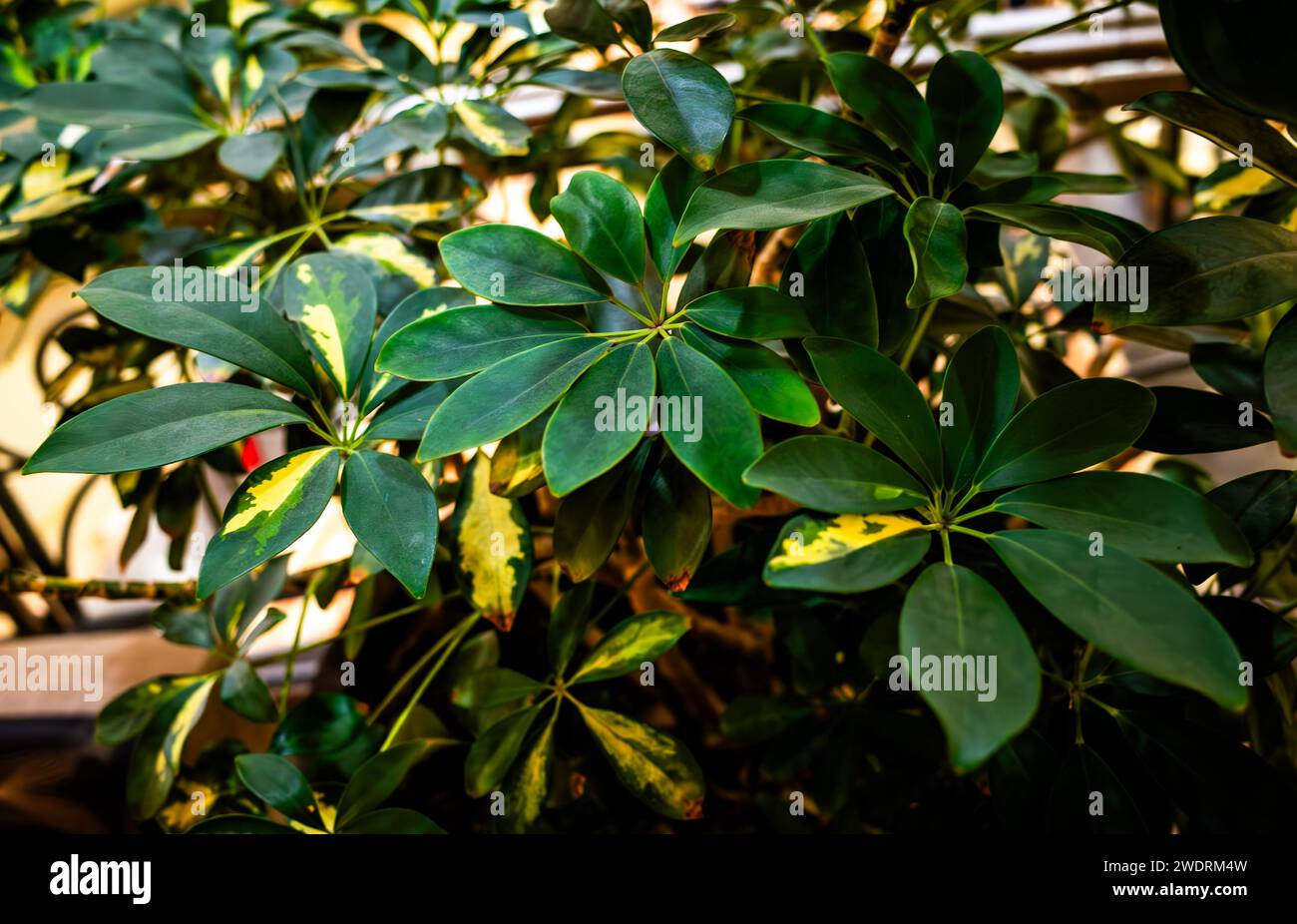 A vibrant garden filled with lush green dwarf umbrella tree (Heptapleurum arboricola) Stock Photo