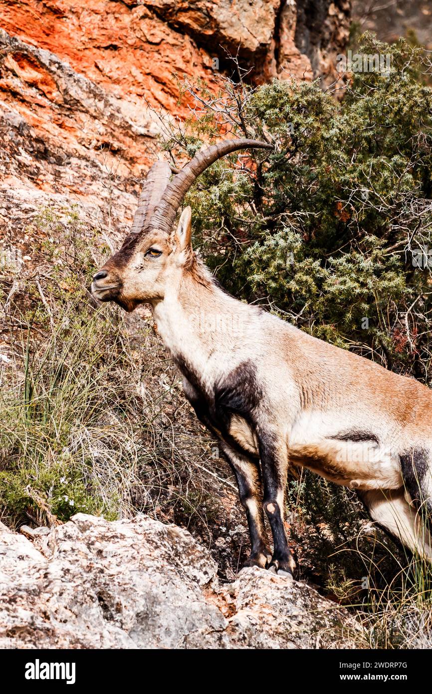 Male ibex with impressive antlers Stock Photo