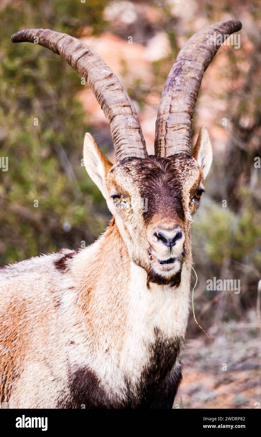 Male ibex ruminating in Ruidera Stock Photo