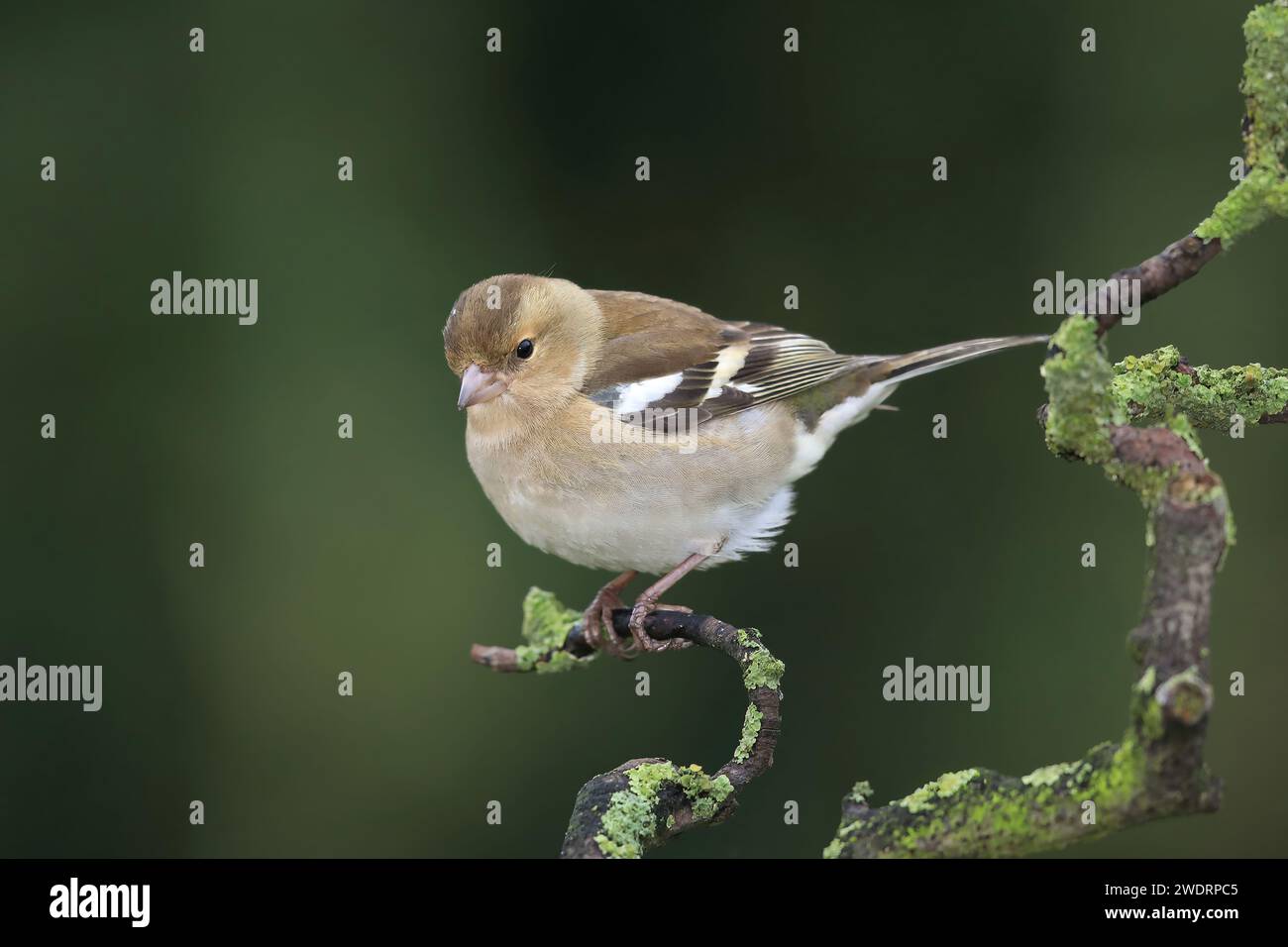 Chaffinch, Fringilla coelebs, female on a branch in winter. Stock Photo
