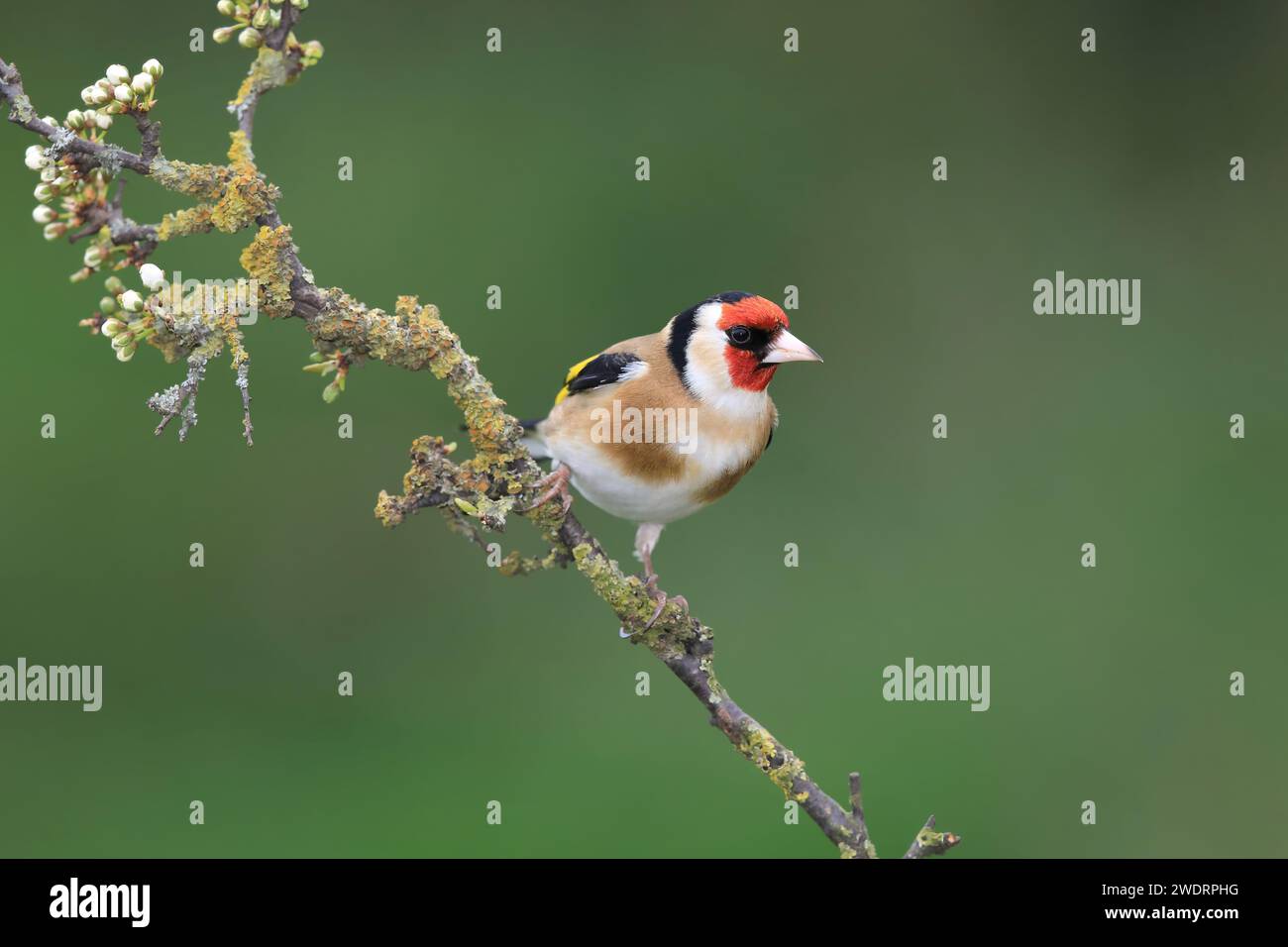 European Goldfinch, Carduelis carduelis, on a branch , Mid Wales, uk Stock Photo