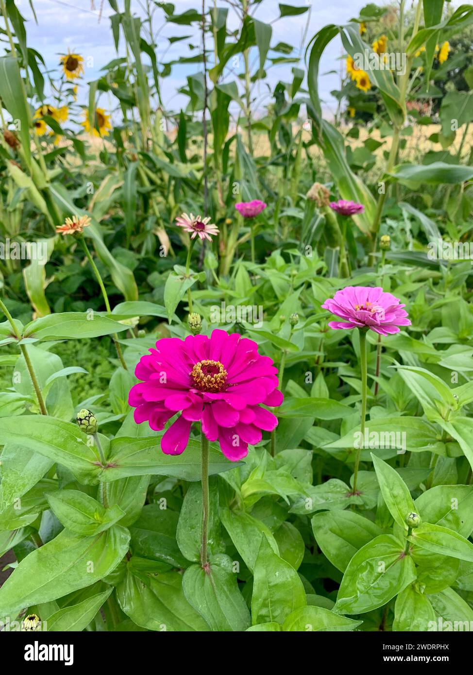 Planting to attract pollinators hires stock photography and images Alamy