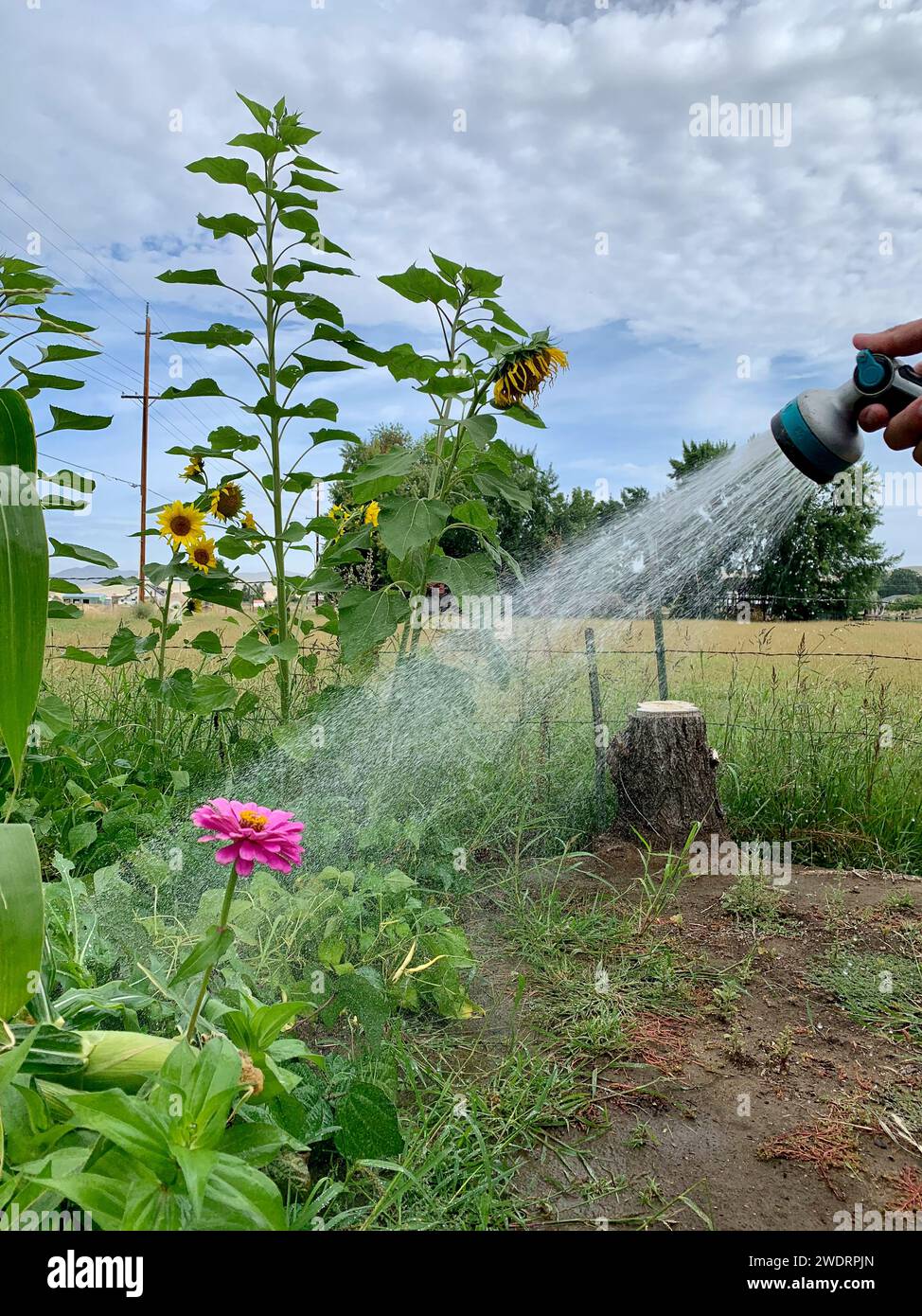 hose spray soaks organic garden beans and zinnias Stock Photo