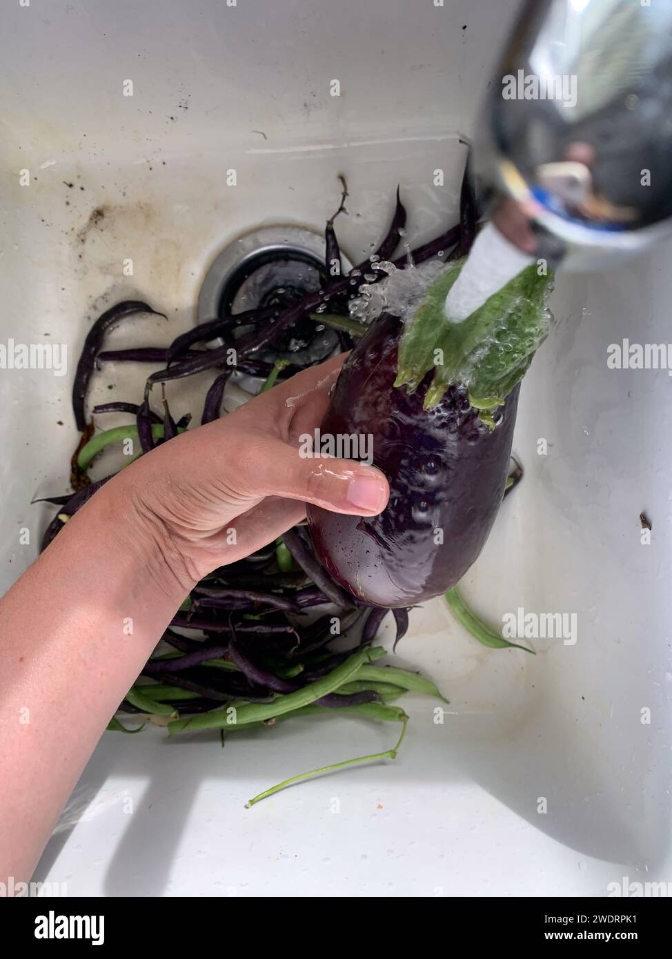 Washing Fresh Eggplants in Sink Stock Photo