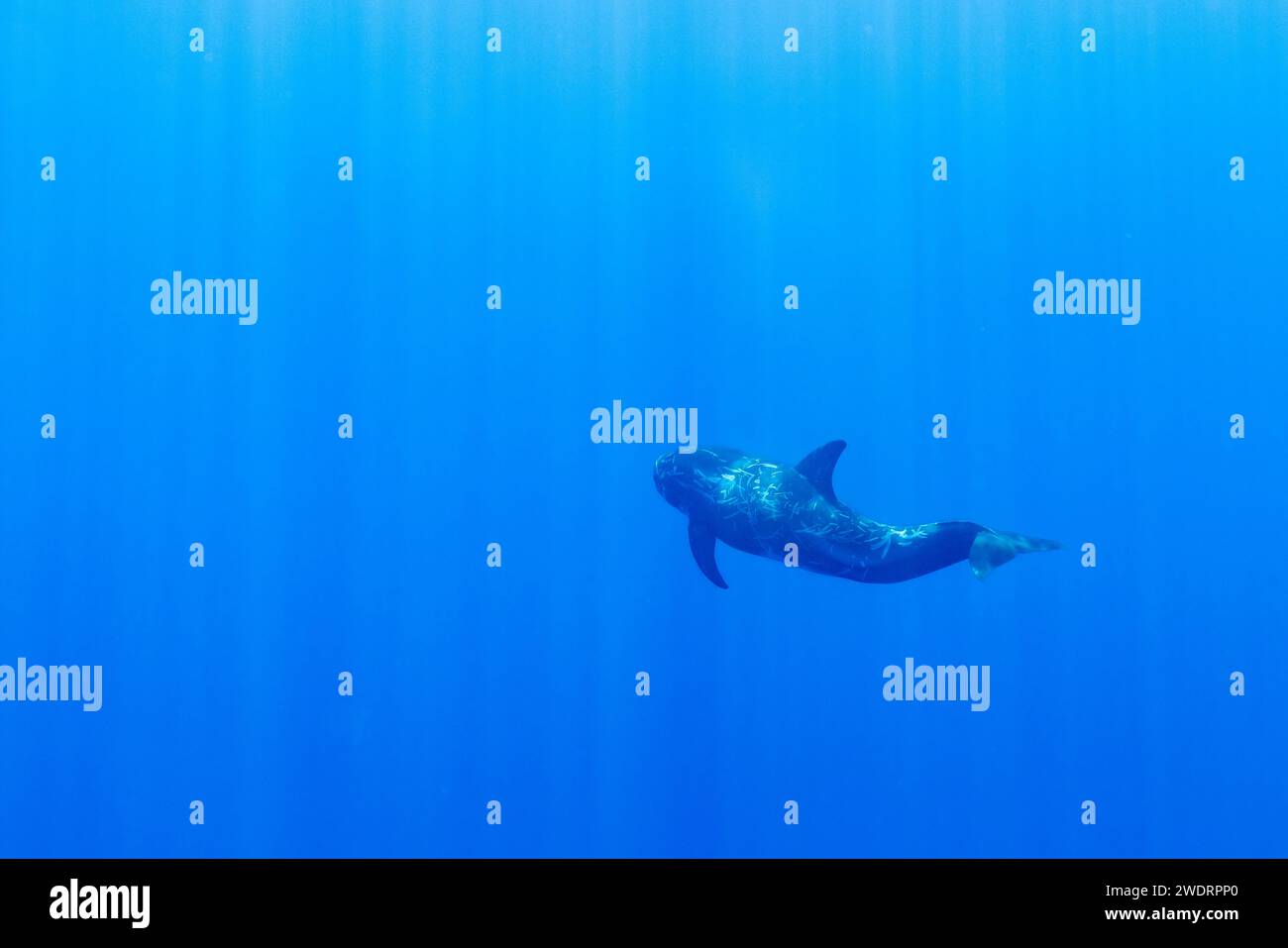 a pilot whale swimming alone Stock Photo
