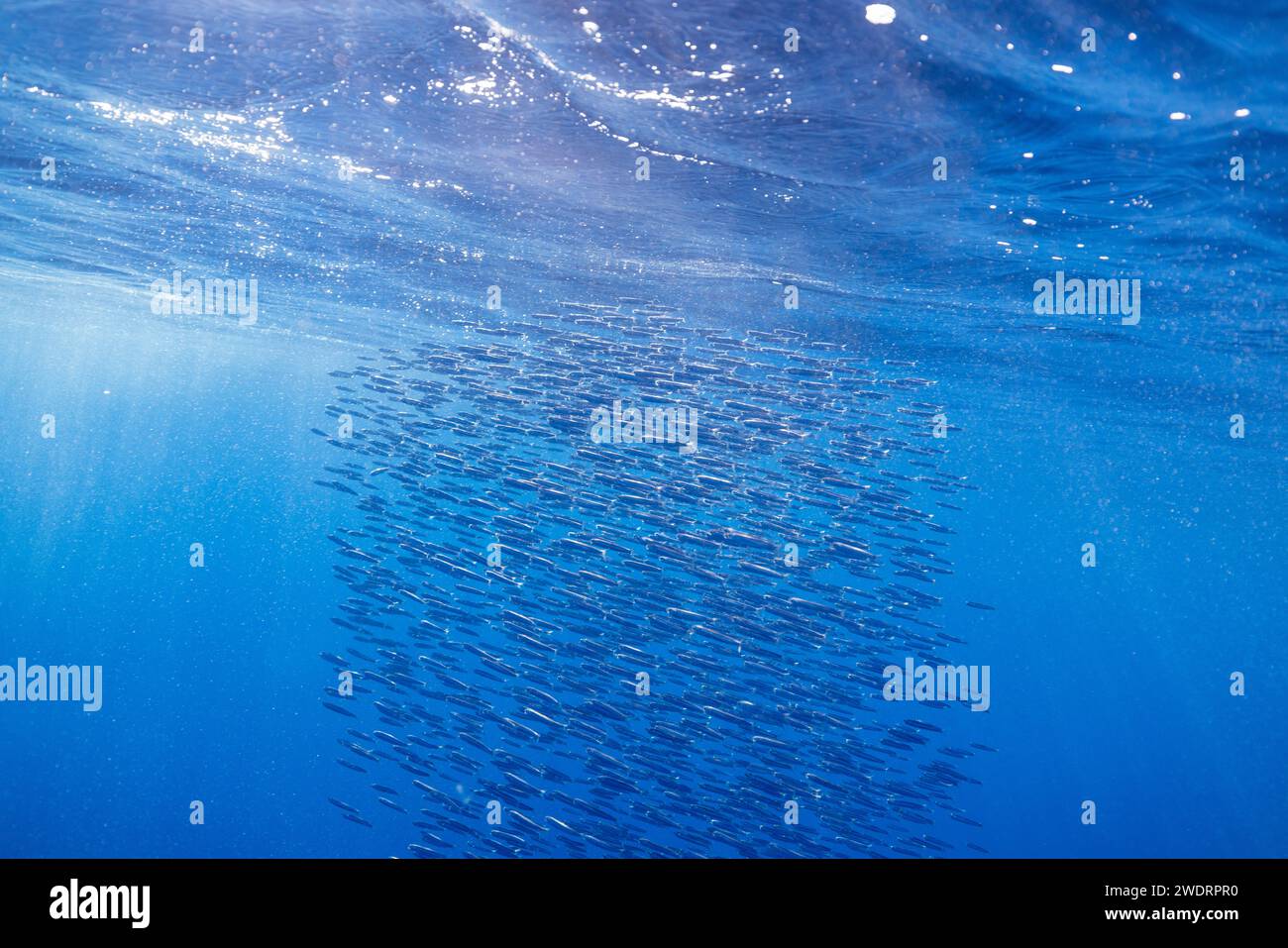 a ball of anchovy swims just below the surface of the water Stock Photo